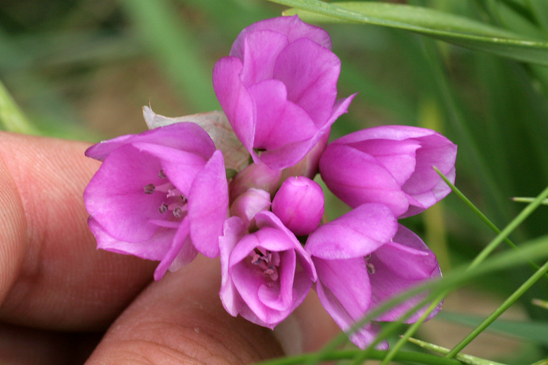 Allium narcissiflorum / Aglio piemontese